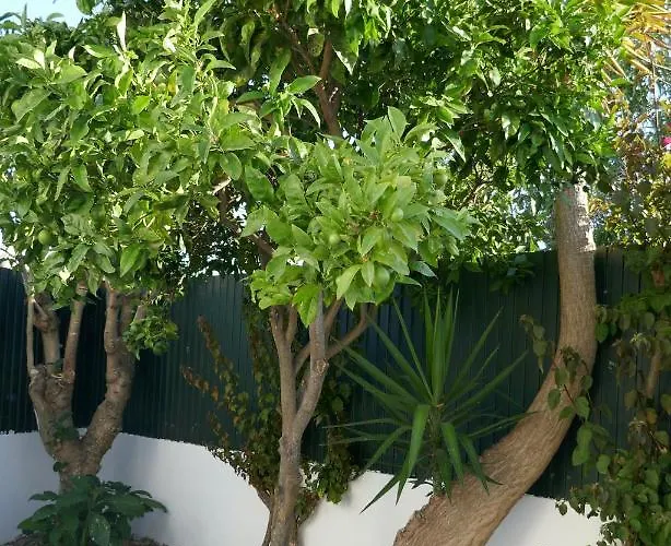 A Sul * 阿尔布费拉